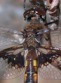 Mantled Baskettail